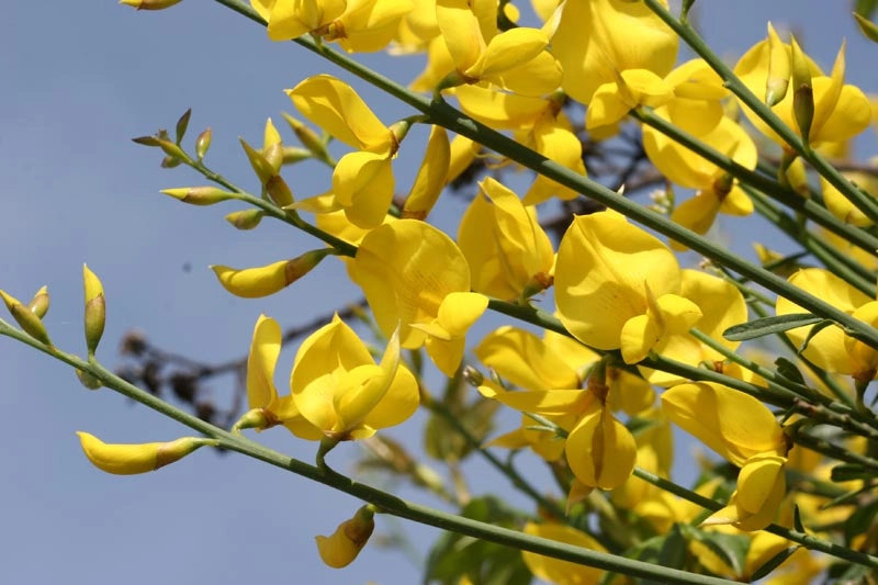 Spartium junceum – Ginestra odorosa mediterranea a fioritura gialla profumata