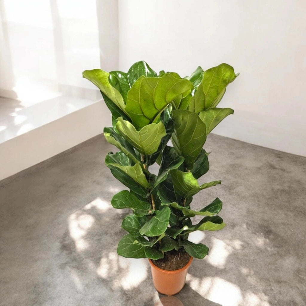 Gardenaria Ficus lyrata - Pianta da interno ornamentale Altezza: 170 cm (vaso 34)