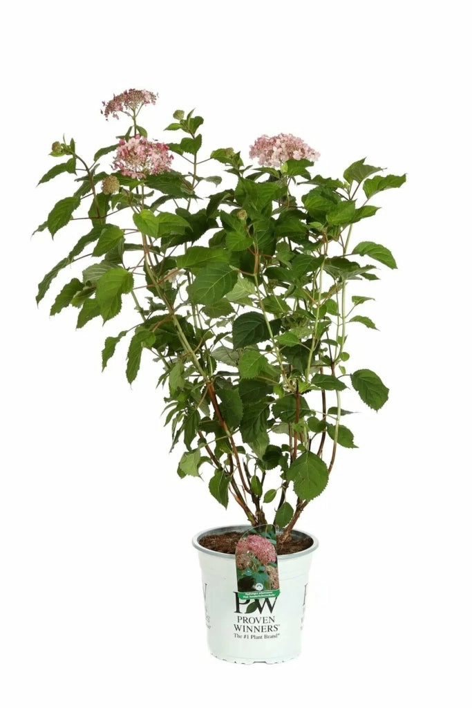 Gardenaria Ortensia - Hydrangea arborescens 'Pink Annabelle' - Pianta acidofila ornamentale da esterno Altezza: 30/40 cm (vaso18)