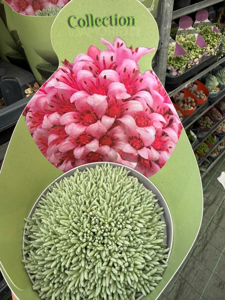 Delosperma sphalmanthoides in vaso 14 cm – Succulenta