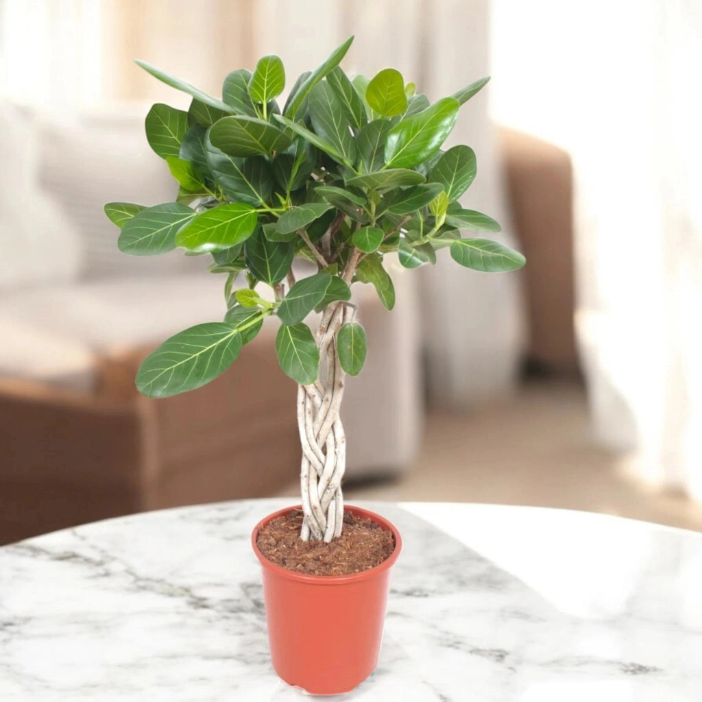 Gardenaria Ficus benghalensis - Pianta da interno ornamentale Altezza: 100 cm (vaso 27)