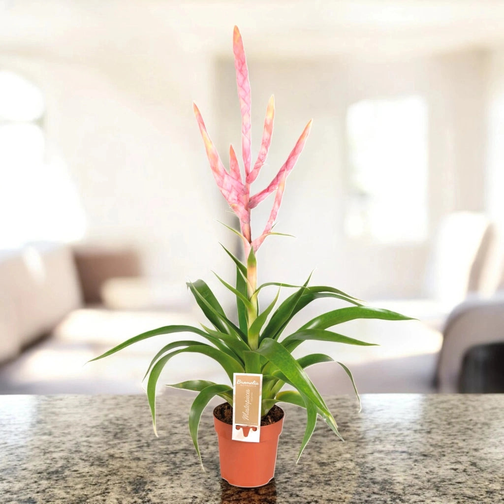 Gardenaria Tillandsia 'Dolce' - Pianta da interno ornamentale Altezza: 60 cm (vaso 12)