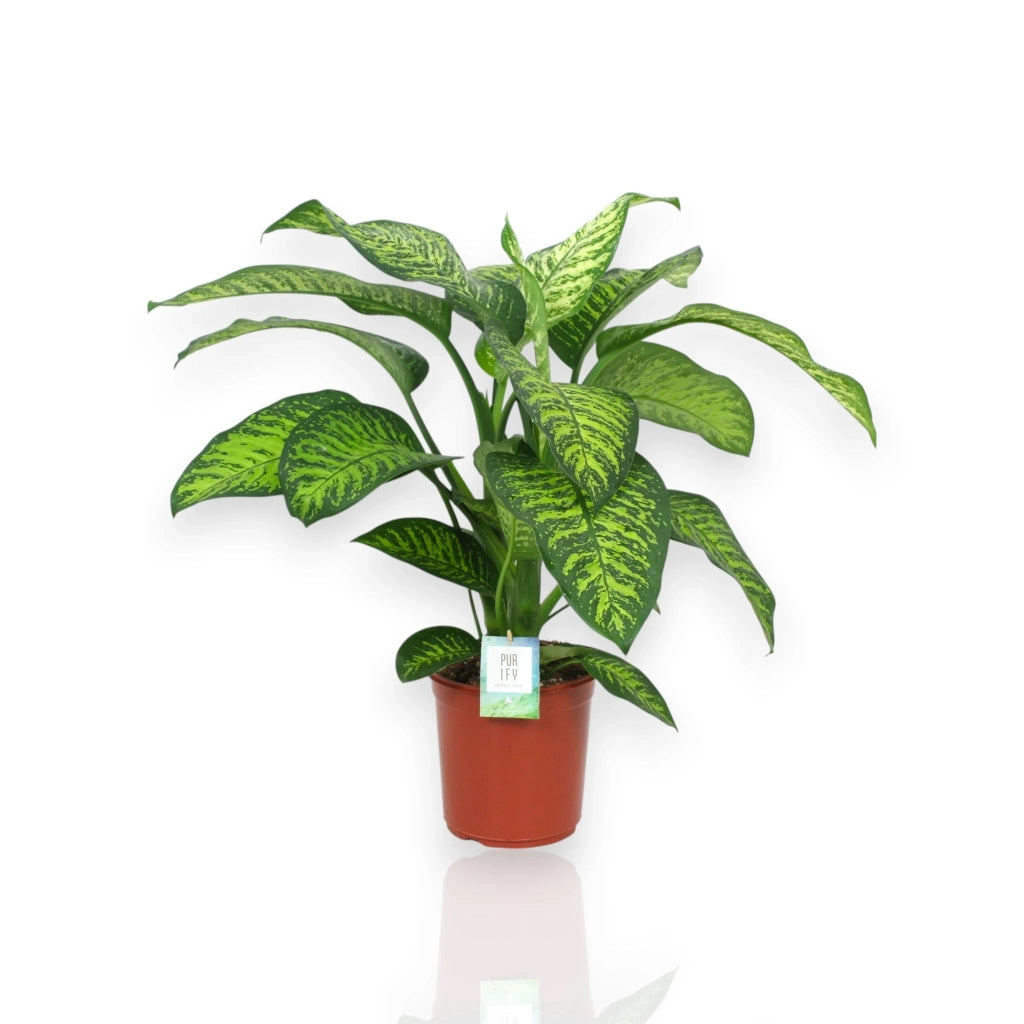 Gardenaria Dieffenbachia seguine 'Tropic jewel' - Pianta da interno ornamentale Altezza: 90 cm (vaso 24)