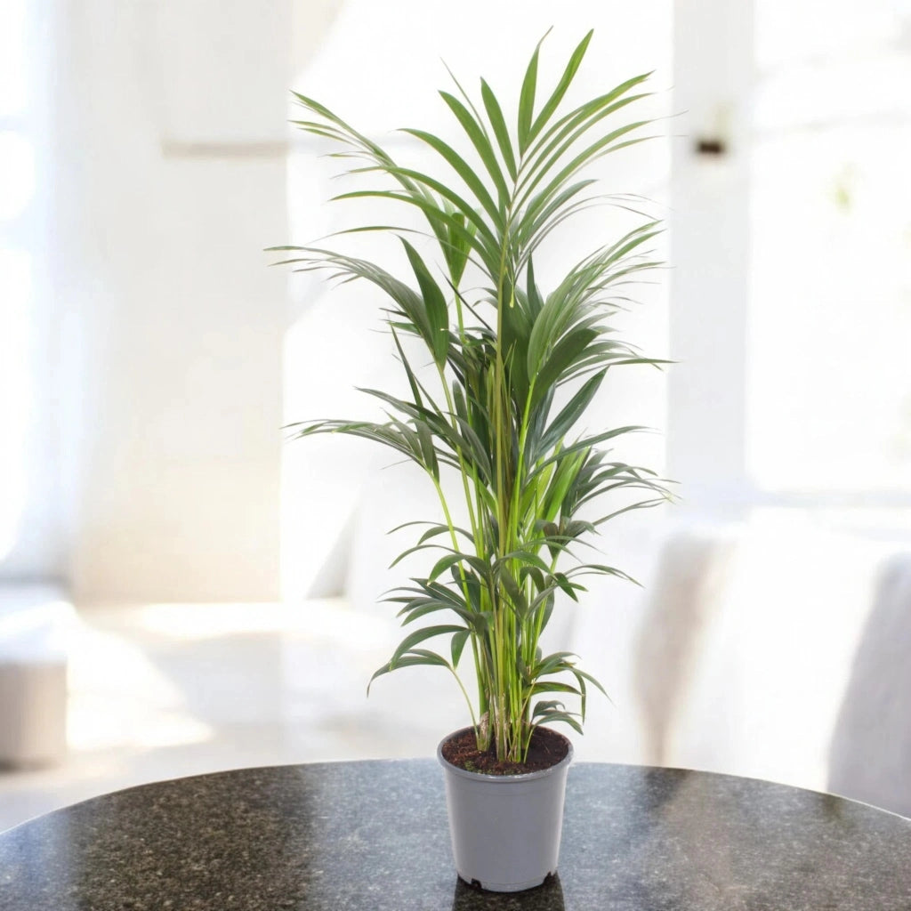 Gardenaria Howea forsteriana (Kentia) - Pianta da interno ornamentale Altezza: 140 cm (vaso 22)