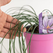 Zafferano in Vaso 14 cm – Altezza 30 cm, Crocus Sativus