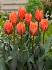 6 bulbi di TULIPANI PRINSES IRENE 11/12