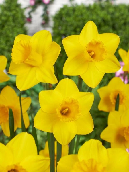 5 bulbi di NARCISI ORANGERIE 12/14