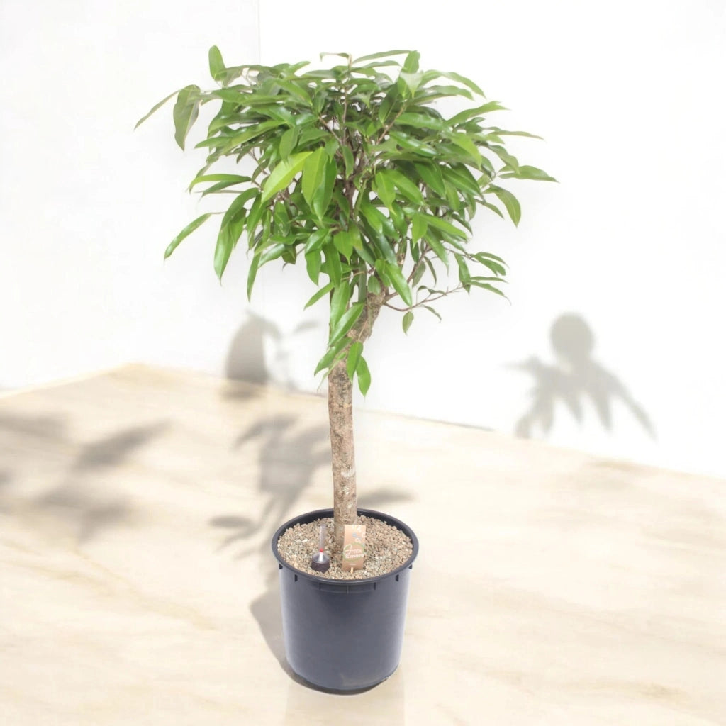 Gardenaria Ficus binnendijkii 'Amstel king' - Pianta da interno ornamentale Altezza: 130 cm (vaso 30)