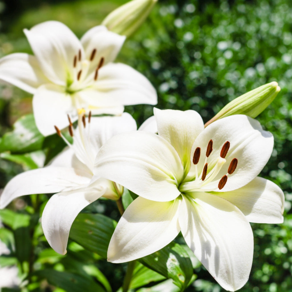 Bulbi di Lilium Asiatic White Bianco 14/16 – Fioritura elegante e pura