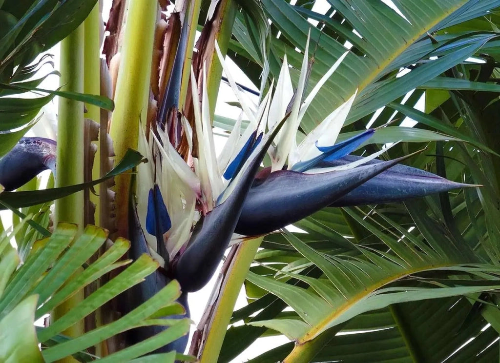 Gardenaria Strelitzia augustae - Pianta da interno ornamentale Altezza: 150 cm (vaso 30)