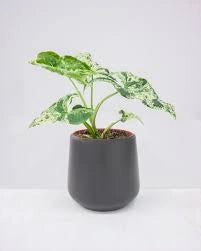 Pianta di Syngonium MOTTLED vaso 12cm foto reali