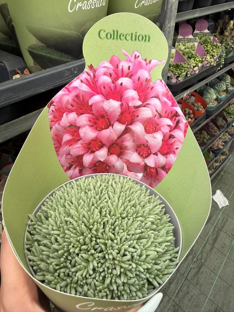 Delosperma sphalmanthoides in vaso 14 cm – Succulenta