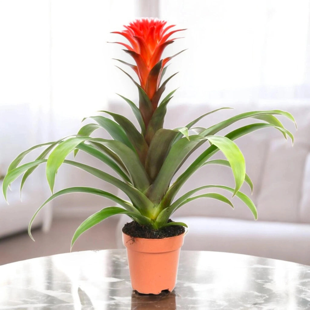 Gardenaria Guzmania 'Hope' - Pianta da interno ornamentale Altezza: 45 cm (vaso 12)