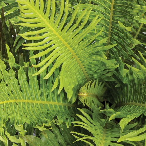 Gardenaria Blechnum gibbum 'Silver Lady' - Pianta da interno ornamentale Altezza: 30 cm (vaso 12)