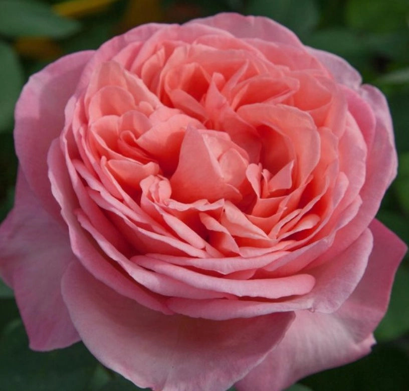 Rosa Mademoiselle MEILLAND ® Meinostair