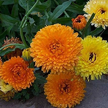 SEMI PER PRATO UNIVERSALE calendula bellezza del pacifico- 10 pezzi  - SGARAVATTI