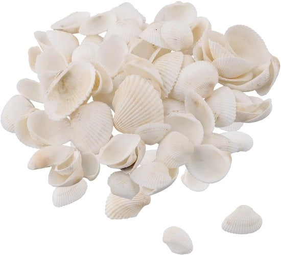 Zeeschelpen 180 g - Schelpa naturale bianca - Decorazioni per schelpa - Tema spiaggia - Attività manuali - Dimensioni 2-4 cm - Decorazioni schelpa