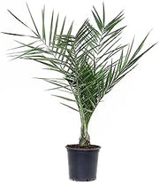 Phoenix canariensis - Palma delle Canarie