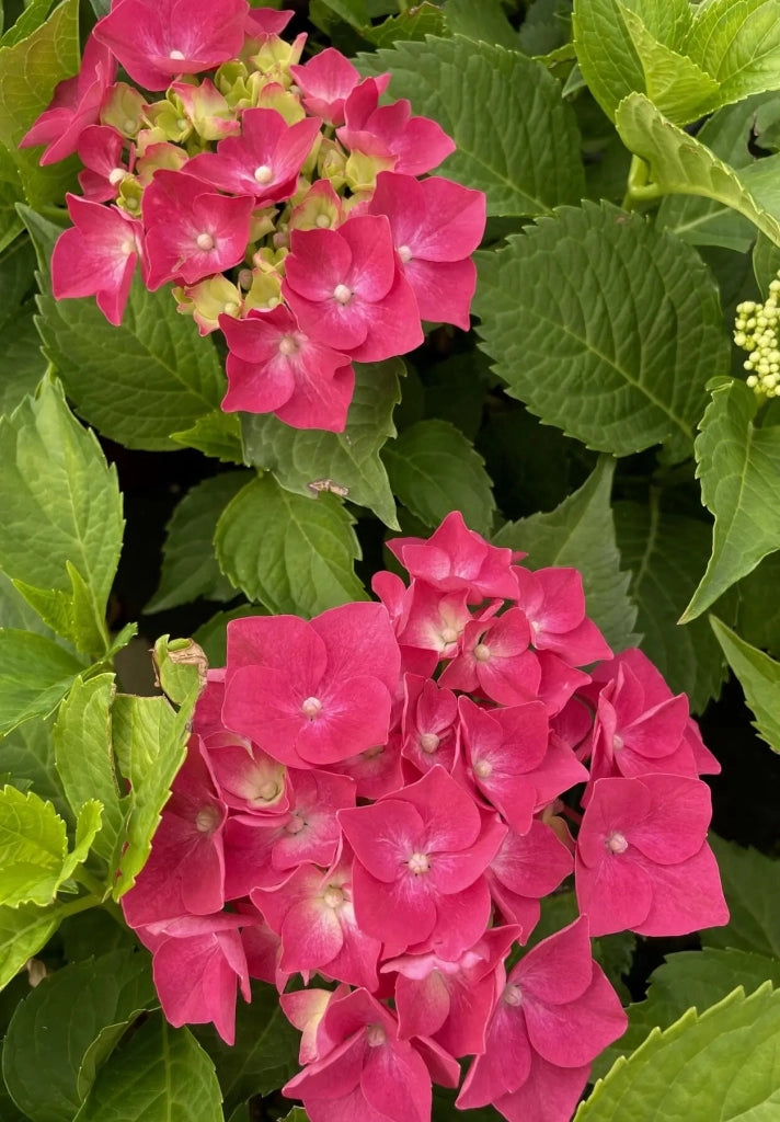 Gardenaria Ortensia - Hydrangea Macrophylla 'Leuchtfeuer' - Pianta acidofila ornamentale da esterno Altezza: 40/50 cm (vaso19)
