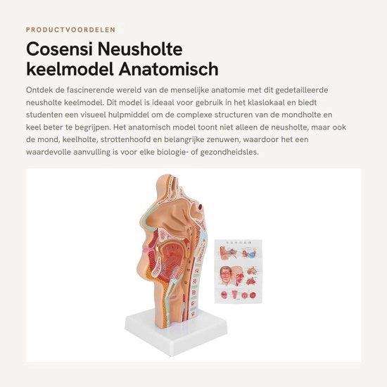 Modello Anatomico della Mascella - Modello della Pinna - Modello della Bocca - Realizzato in PVC - Duraturo - Presentazione Display