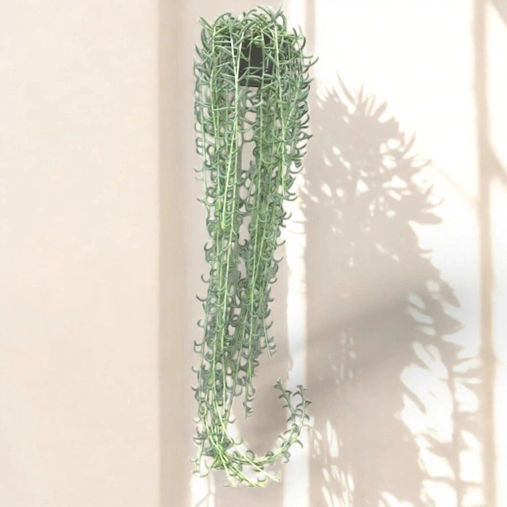 Gardenaria Senecio radicans - Pianta da interno ornamentale Altezza: 80 cm ( vaso 14)