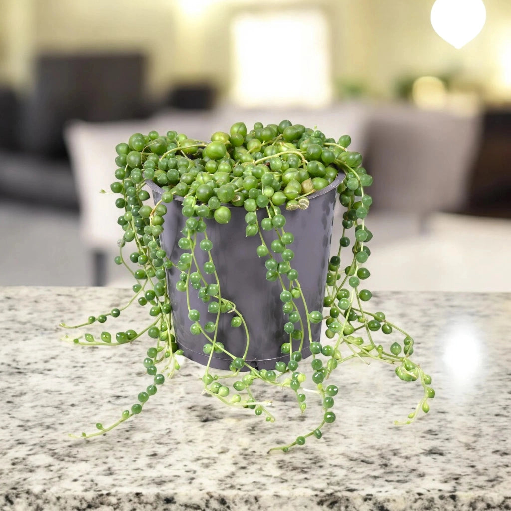 Gardenaria Senecio rowleyanus - Pianta da interno ornamentale Altezza: 35 cm (vaso 14)