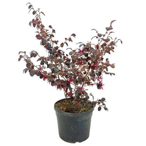 Pianta LOROPETALUM CHINENSE FIRE DANCE cespuglio di fuoco VASO 18CM AMDGarden
