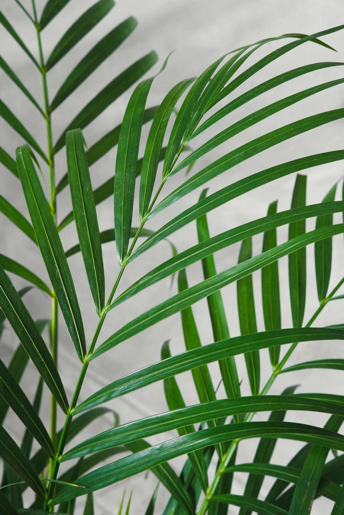 Pianta di Areca Dypsis Lutescens vaso 20cm h 120cm foto reali