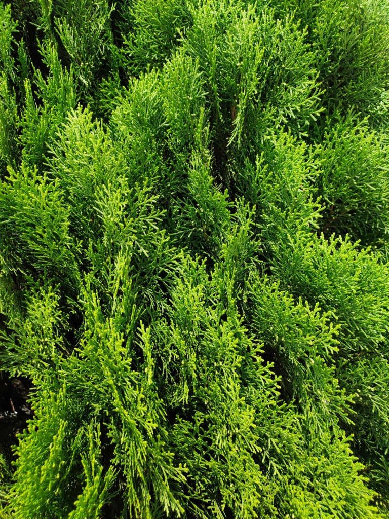 CUPRESSOCYPARIS LEYLANDII SPIRALE 45