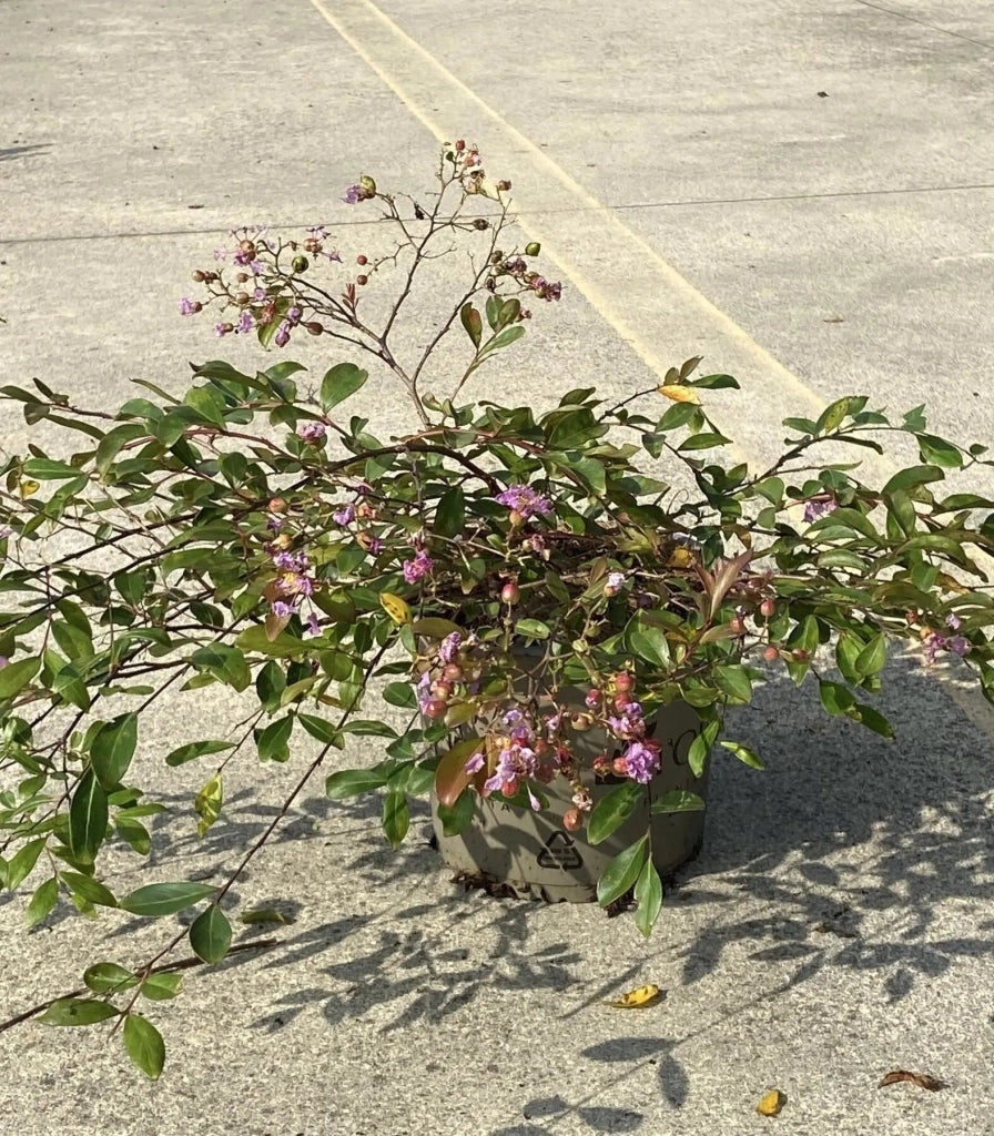 Gardenaria Lagerstroemia indica 'Viola Repens' - Arbusto ornamentale da giardino Altezza: 40/60 cm (vaso19)