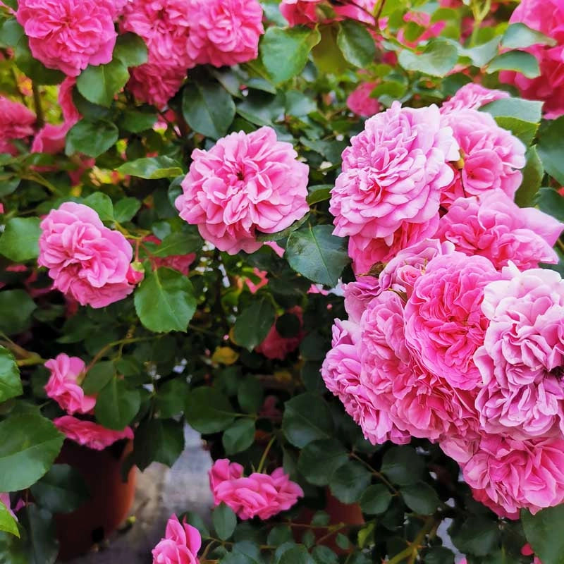 Pianta ROSA LES QUATRE SAISONS® alberello ROSA MEILLAND PIANGENTE vaso 24 FOTO
