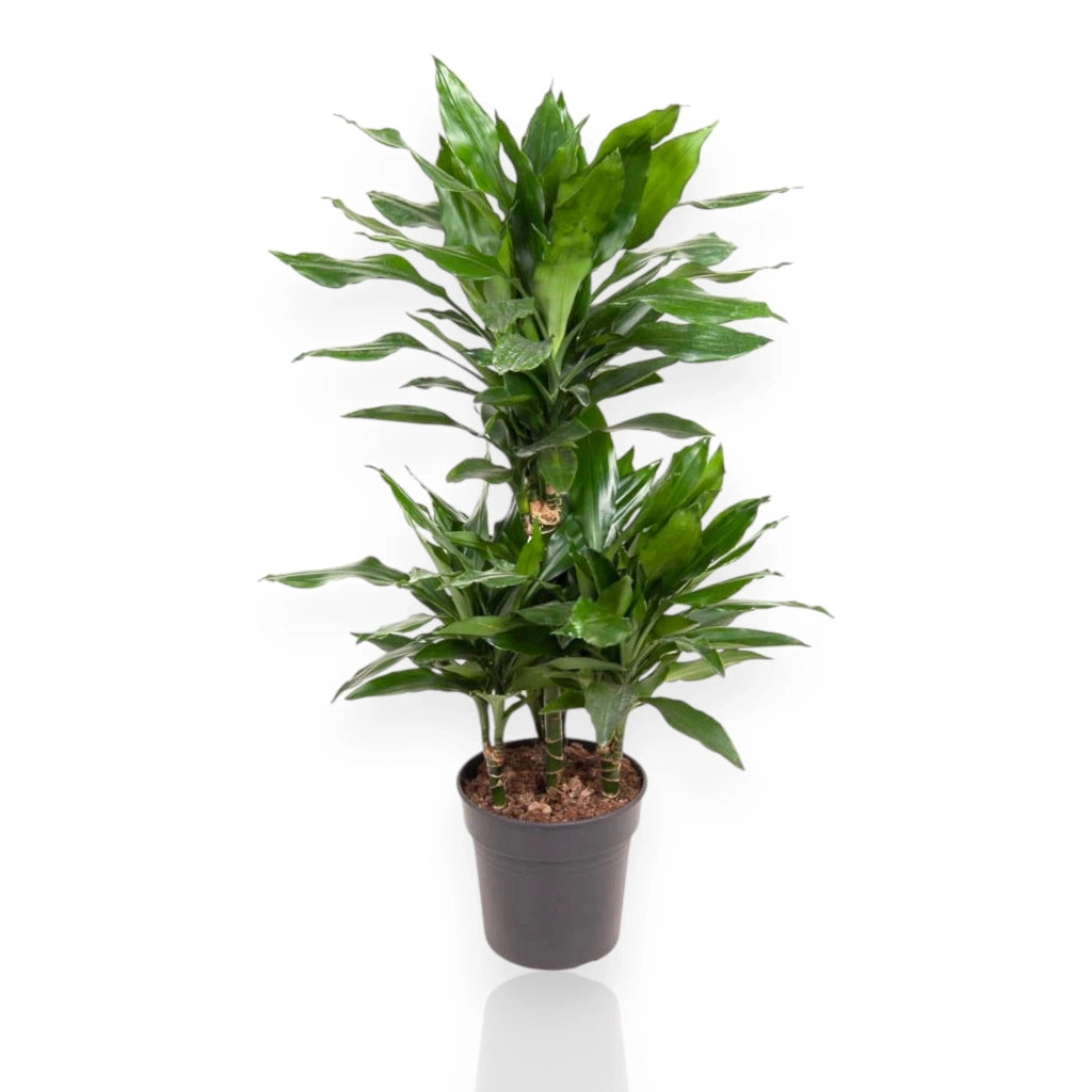 Gardenaria Dracaena fragrans 'Janet Lind' - Pianta da interno ornamentale Altezza: 100 cm (vaso 21)