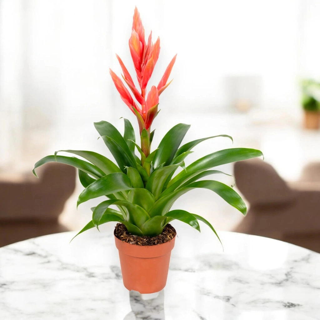 Gardenaria Tillandsia 'Ziva' - Pianta da interno ornamentale Altezza: 45 cm (vaso 12)