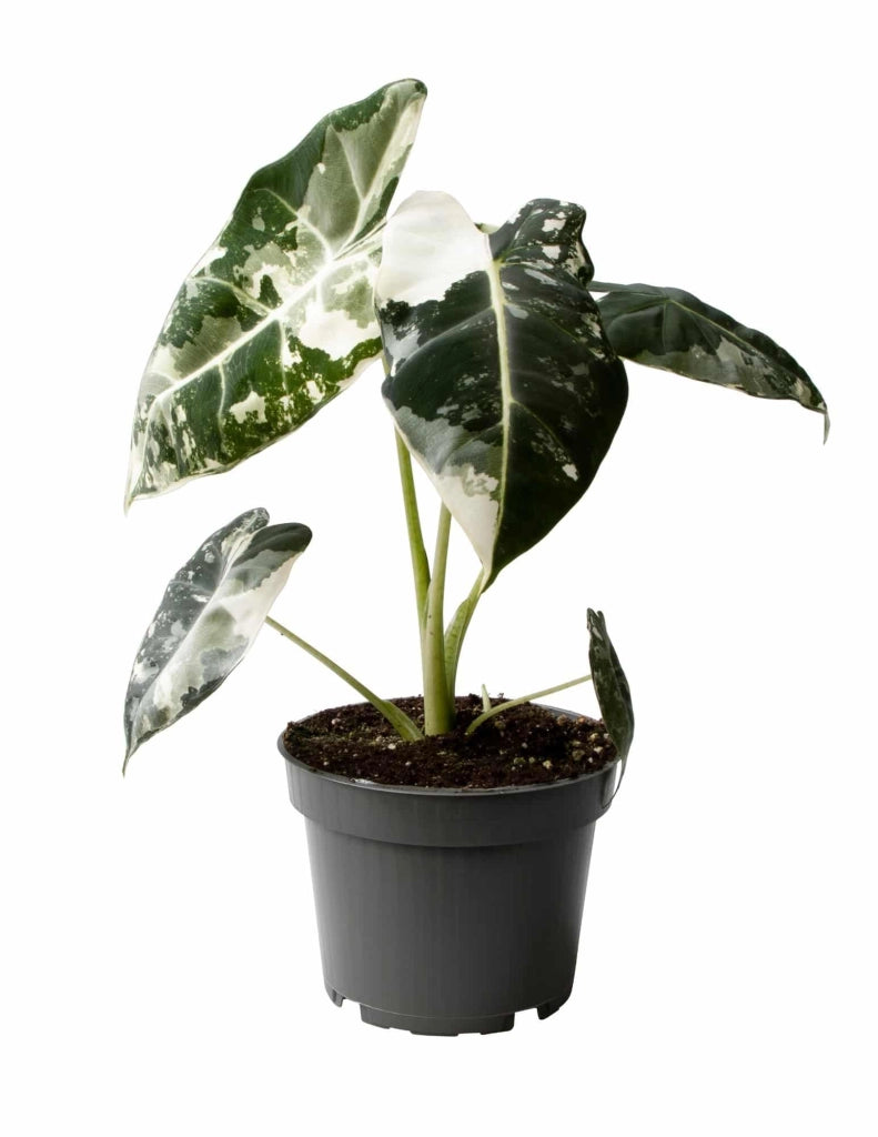 Alocasia Frydek Variegated pianta da interno rara foto reali vaso 12cm H 30cm