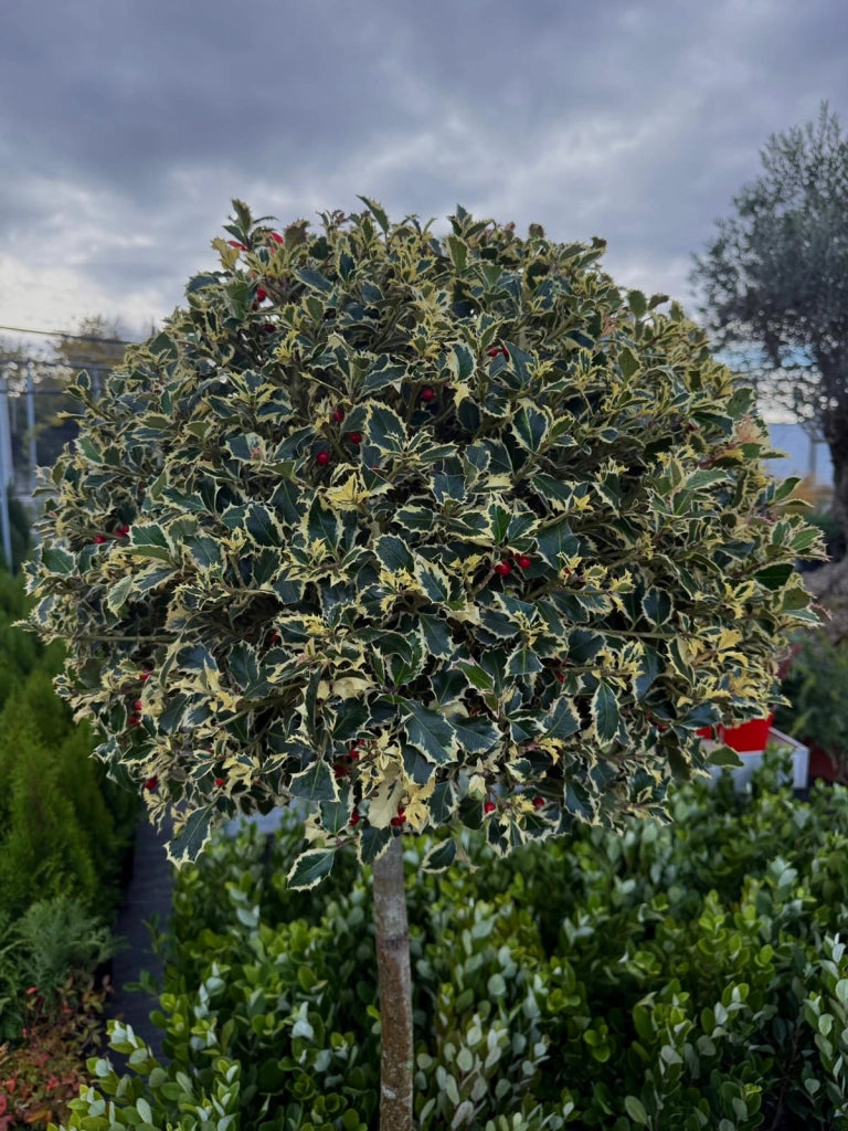 Ilex aquifolium ‘Argenteaum Variegatum’ – Agrifoglio Ornamentale 150 cm