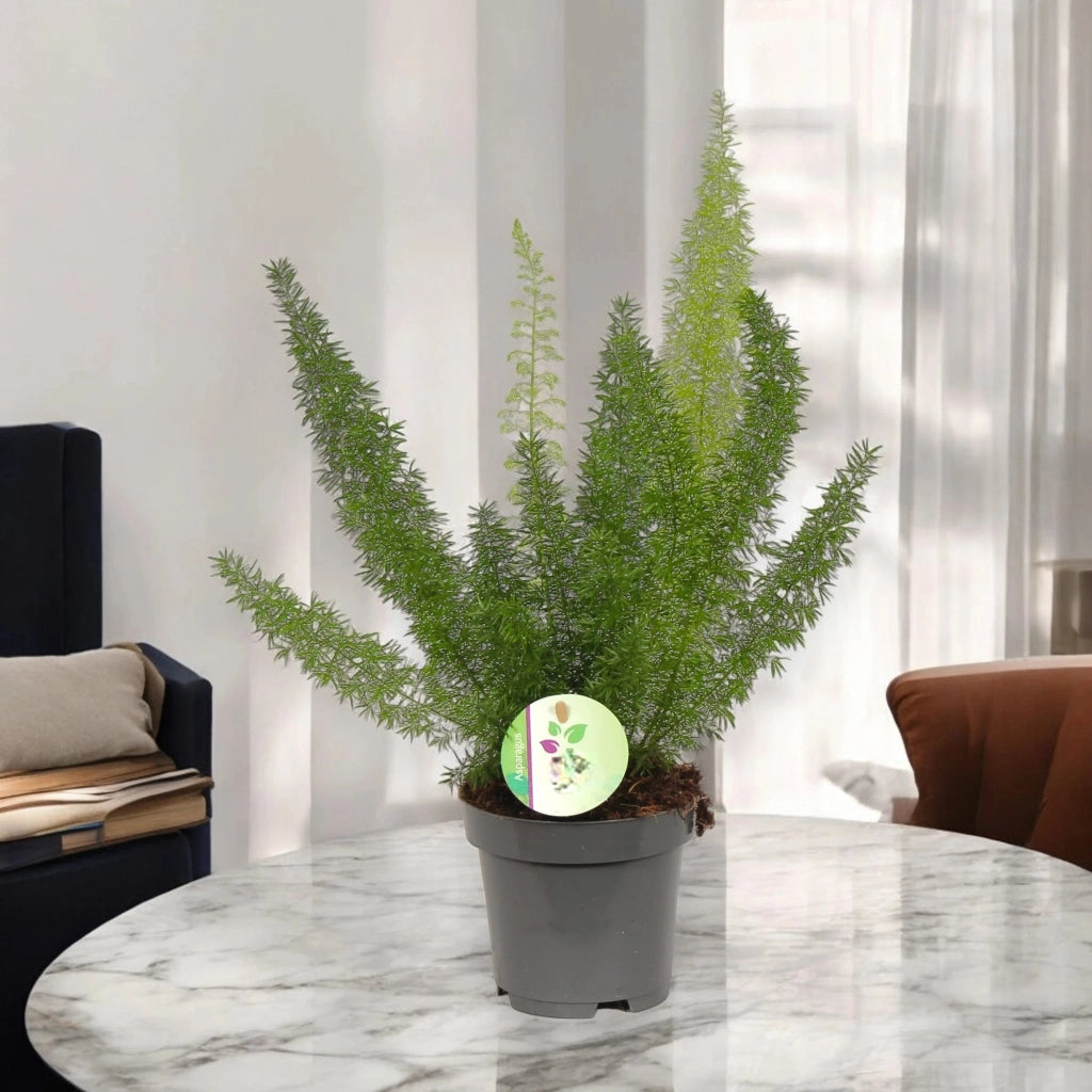Gardenaria Asparagus densiflorus 'Myers' - Pianta da interno ornamentale Altezza: 35 cm (vaso 17)