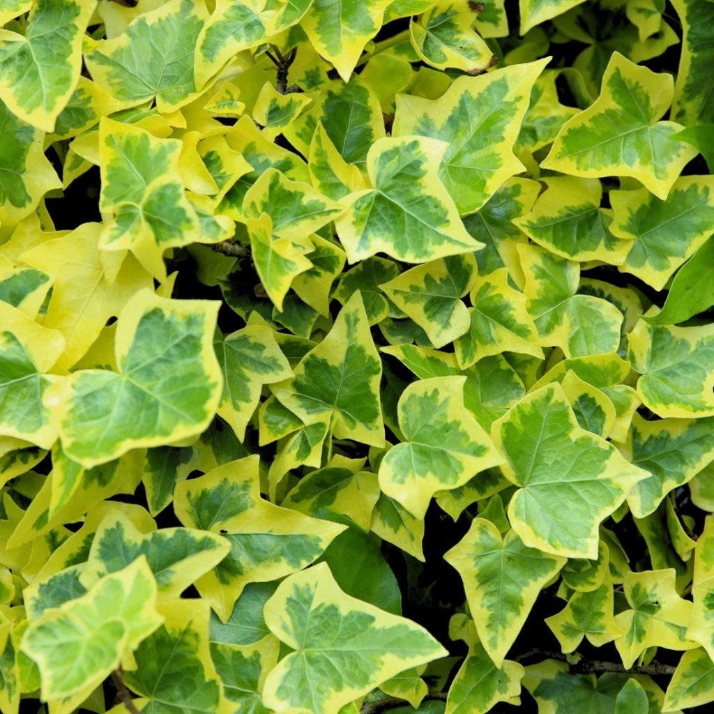 Hedera helix ‘Goldchild’ – Edera ornamentale sempreverde variegata