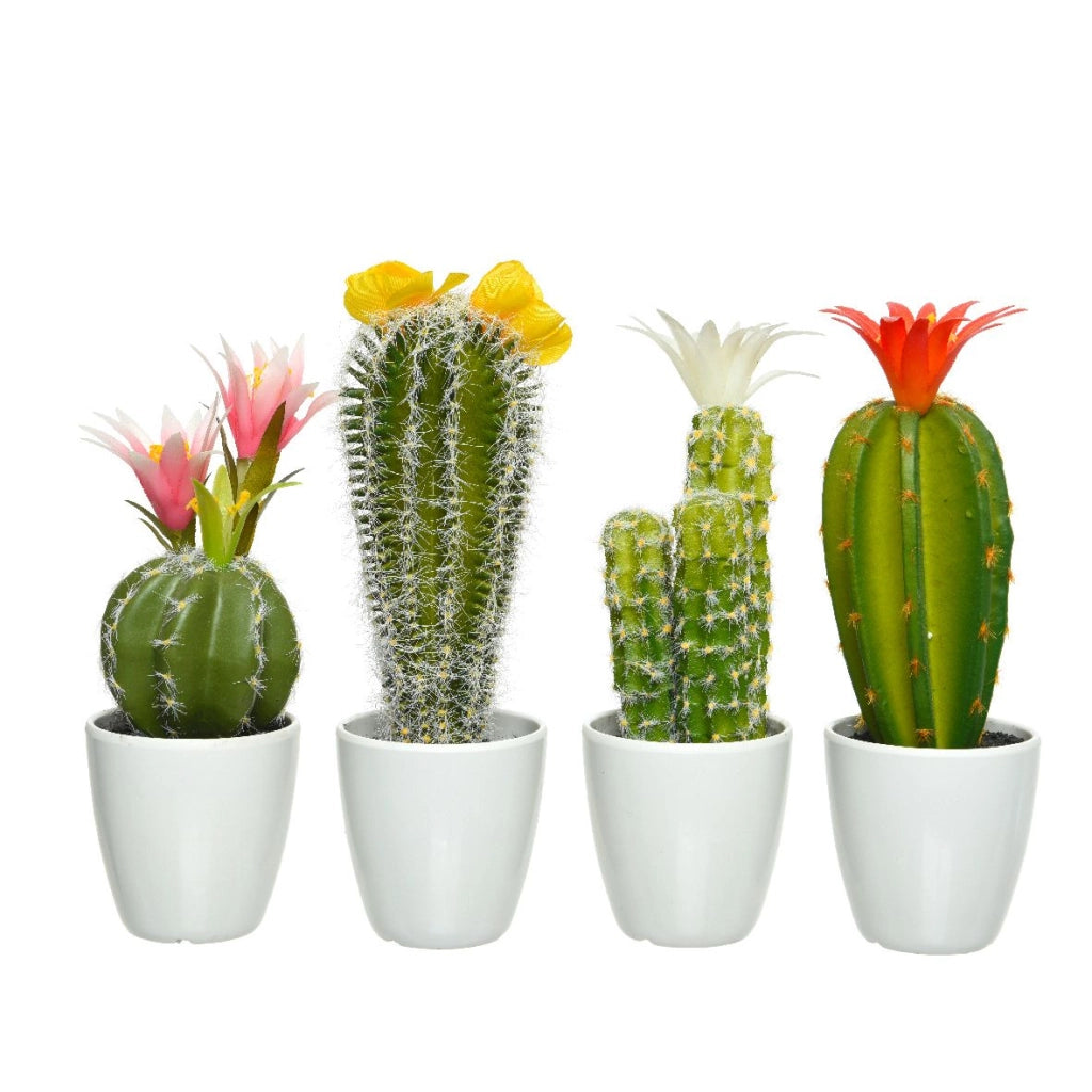 Cactus in vaso 7,50x24 cm