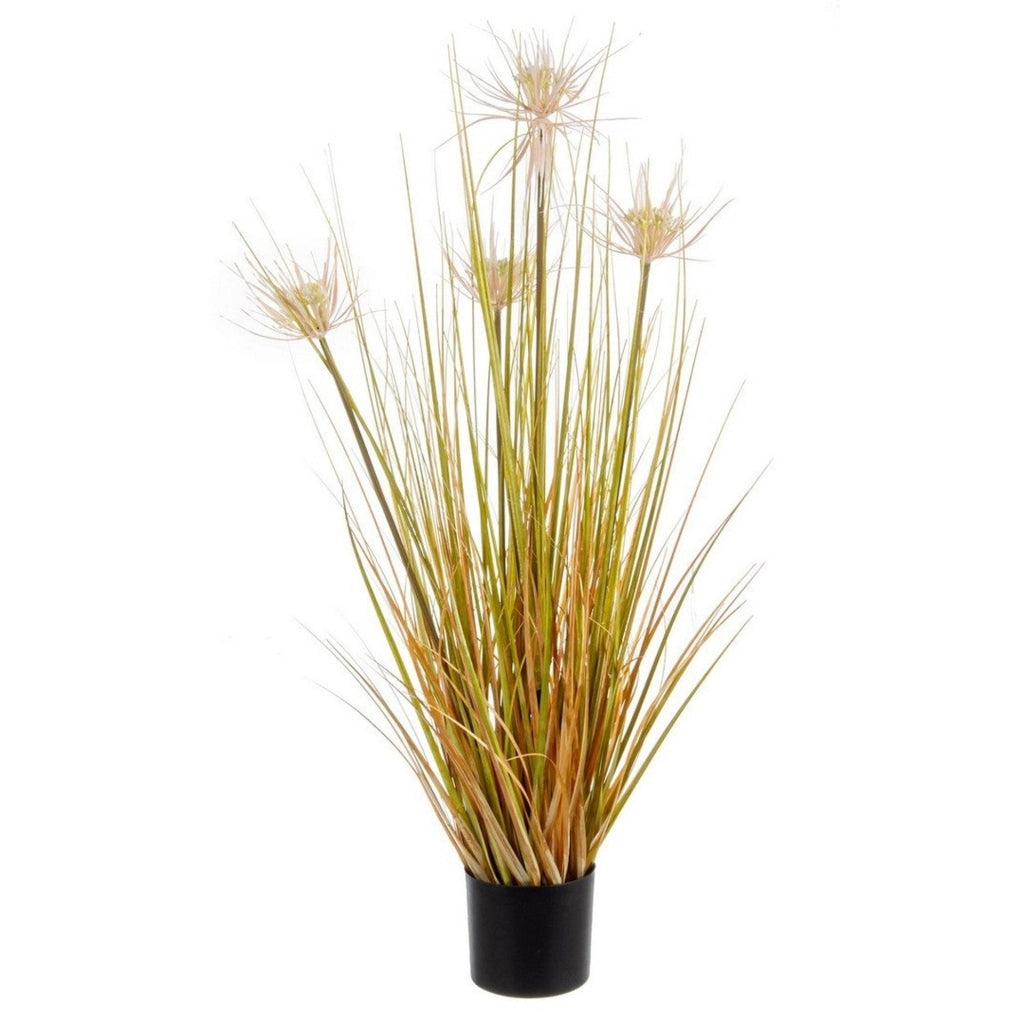 Pianta deserto paglia c-vaso x4f h9 - 0