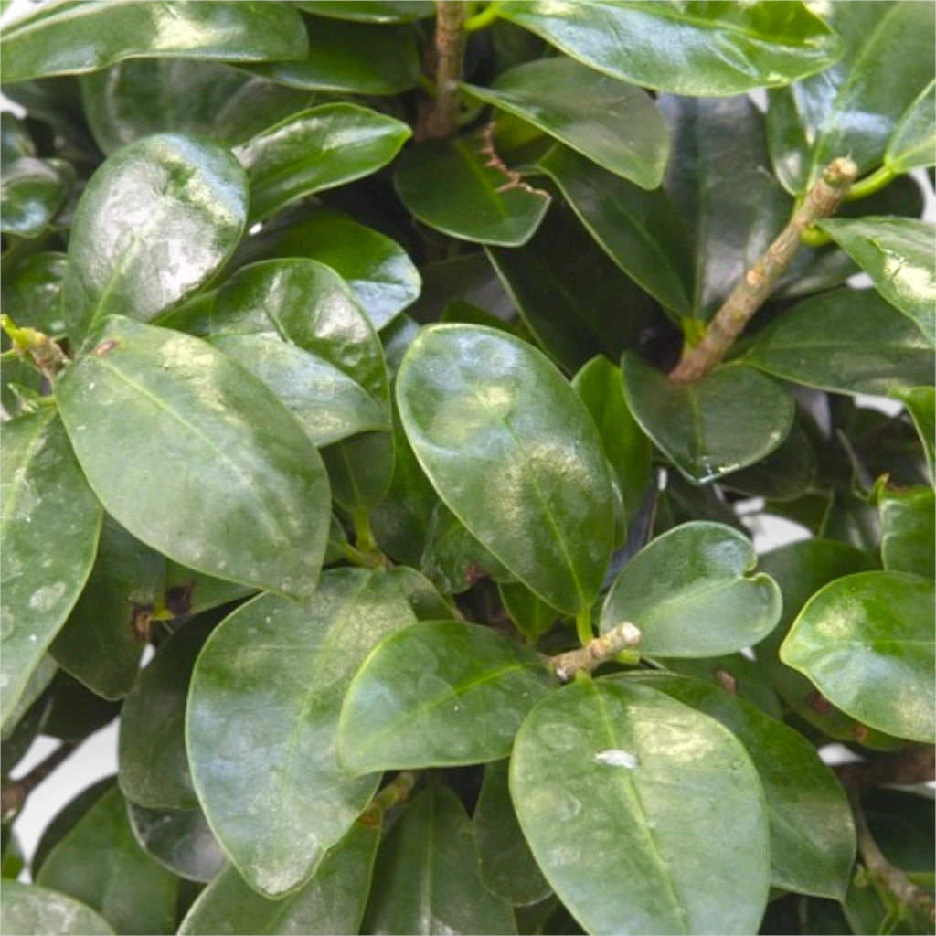 Gardenaria Ficus microcarpa 'Ginseng' bonsai - Pianta da interno ornamentale Altezza: 35 cm (vaso 15)