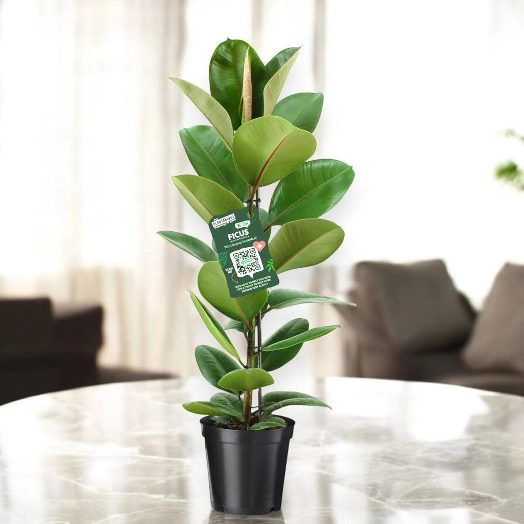 Gardenaria Ficus elastica 'Robusta' - Pianta da interno ornamentale Altezza: 75 cm (vaso 17)