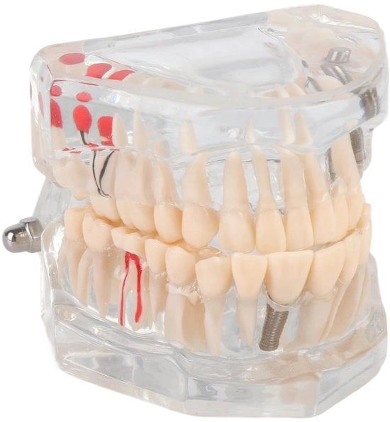 Modello di Tiro per Adulti - Transparente - 9x7x7cm - 232g di Plastica