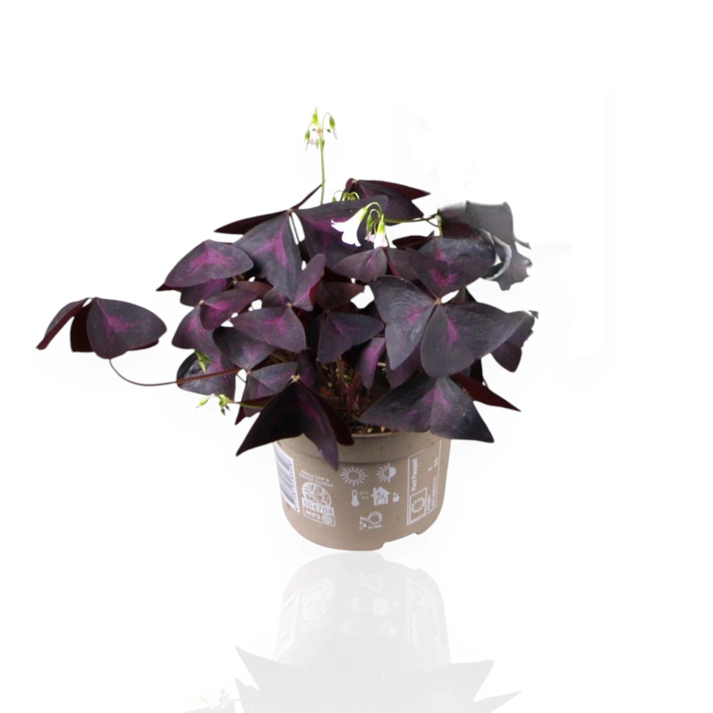 Gardenaria Oxalis triangularis - Pianta da interno ornamentale Altezza: 20 cm (vaso 12)