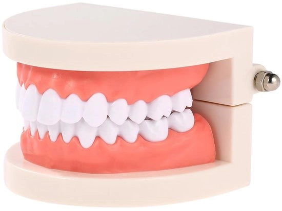 Modello di Tanto Realistico - Modello di Dimostrazione Odontoiatrica - Simulazione di Tanto - Display di Modello - Modello di Ricerca - Materiale PVC di Alta Qualità - Modello Odontoiatrico