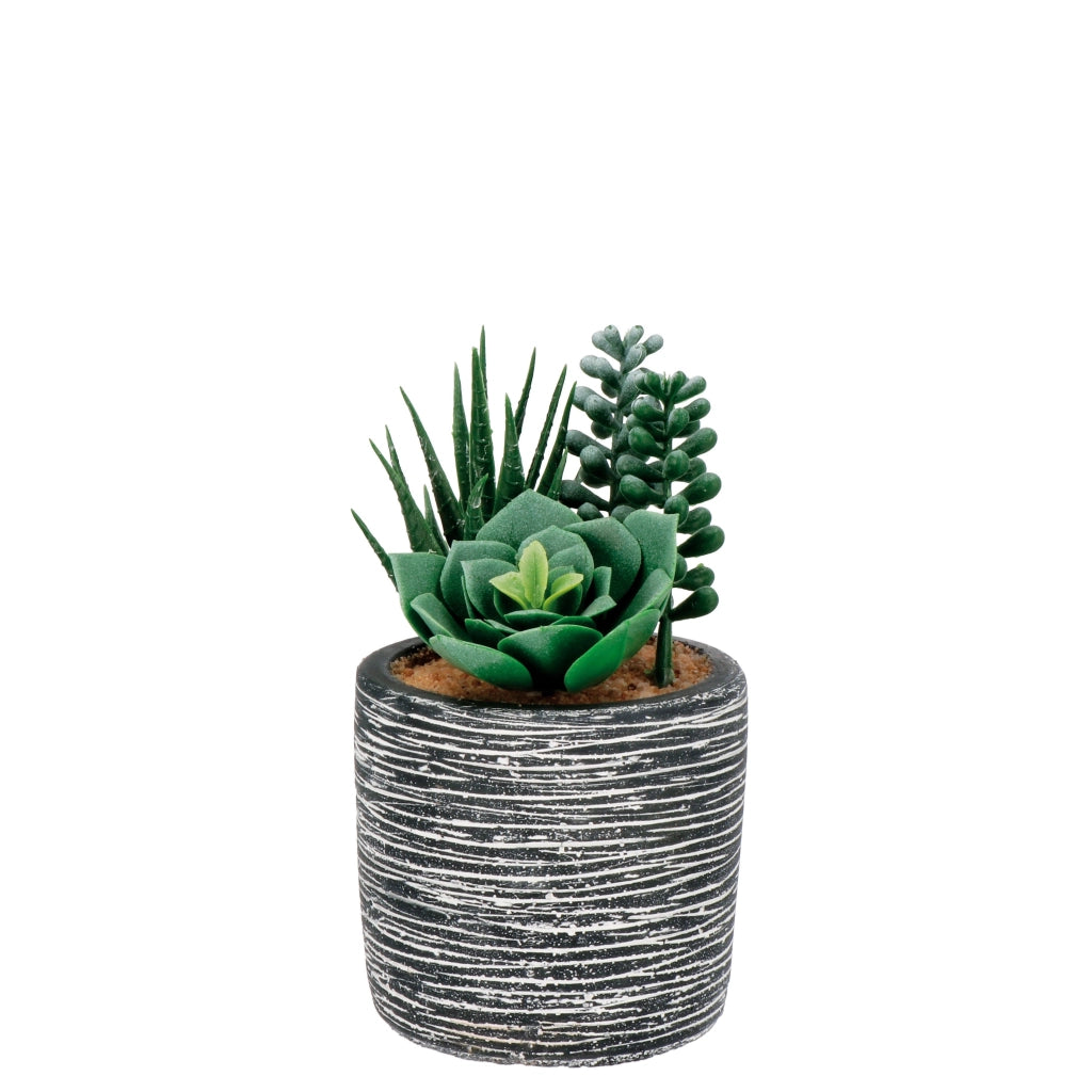 VASO CON PIANTE GRASSE D.8XH16CM IN 3 MODELLI