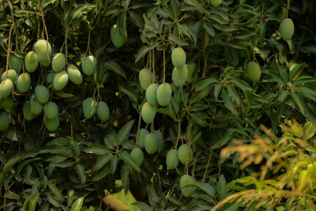 Pianta di Mango Lancetilla – Varietà Tropicale dai Frutti Grandi e Dolci