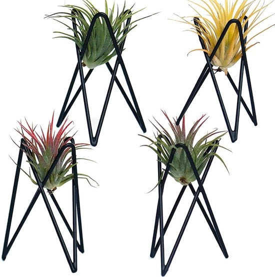 Set di 4 supporti per piante aeree Tillandsia, base moderna in metallo geometrico, display per piante aeree per tavolo, grande tavolo per esposizione piante aeree Streptophylla, manico per decorazione di casa e ufficio