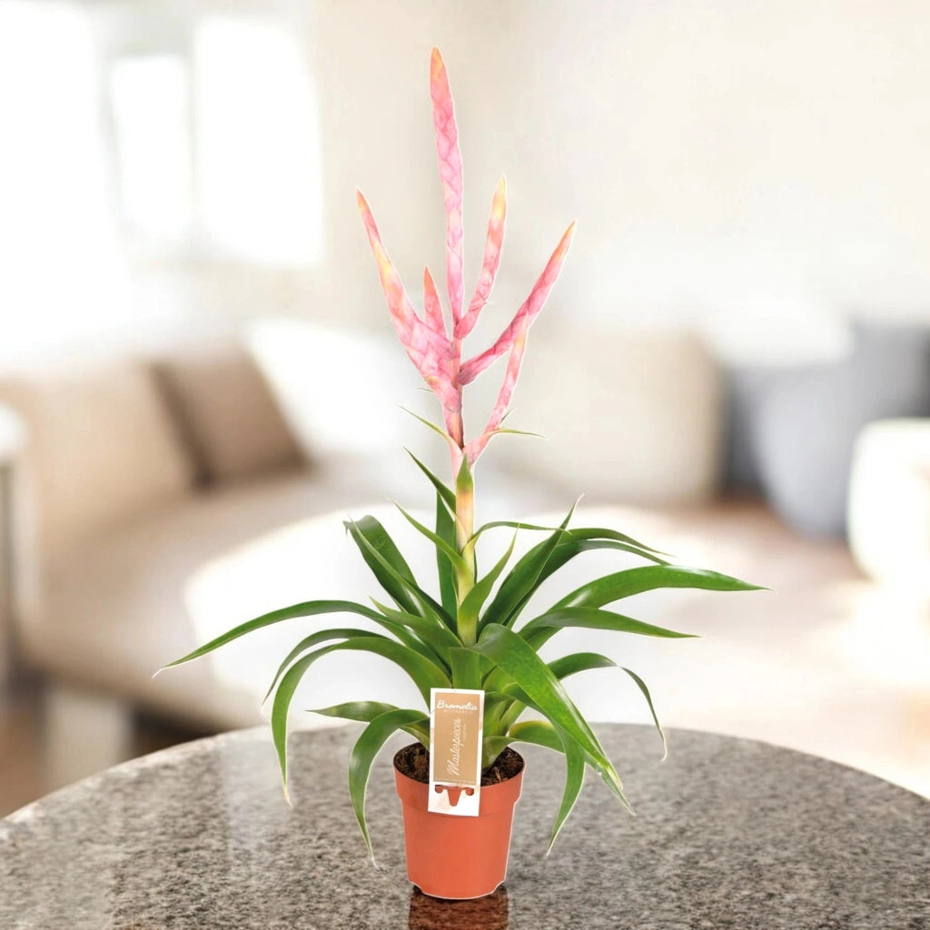 Gardenaria Tillandsia 'Dolce' - Pianta da interno ornamentale Altezza: 60 cm (vaso 12)