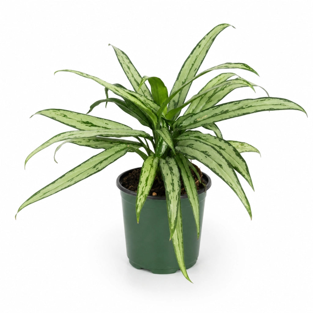 Gardenaria Aglaonema 'Cutlass' - Pianta da interno ornamentale Altezza: 40 cm (vaso 12)