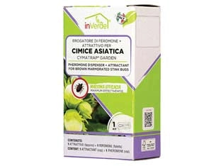ESCA PER TRAPPOLA CIMICE ASIATICA- - conf.pz.2 - 1 pezzi INVERDE